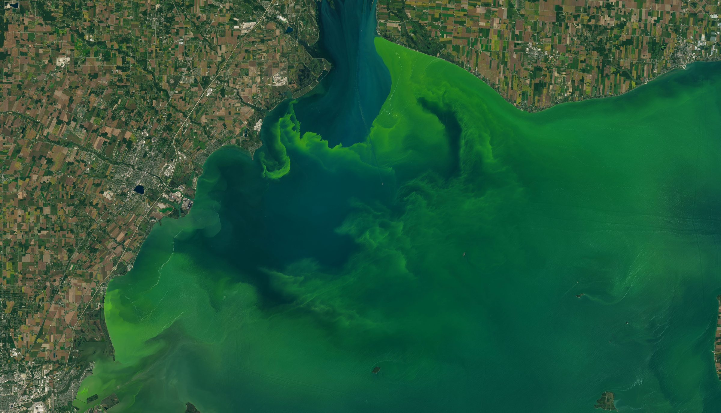 Satellite view of a cyanobacteria bloom covering the western basin of Lake Erie